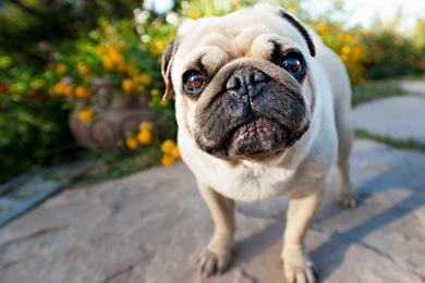 Pug Wallpapers Super Cute Pug Wallpapers Super Cute Animal