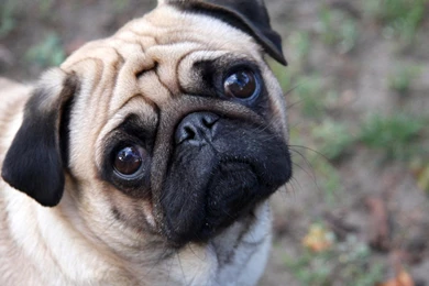 Cute Pugs Wallpaper.