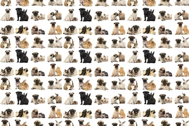 Use This Pattern To Make A Cute Pug Backgrounds For Your Twitter Or ...