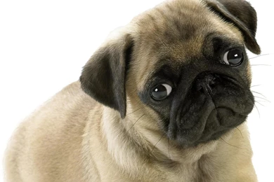 PUG WALLPAPER (