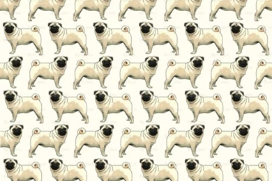 Pugs Pugs Pugs Pug Wallpapers   PetPictures