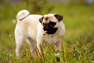 Cute Pug Puppies Wallpapers Image