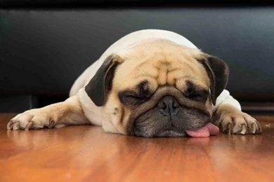 Pug Wallpapers Free Android Apps On Google Play