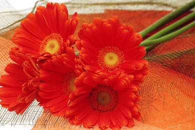 Harmony Ikebana Flowers Wallpapers 1440x900 1440x900 NO.19 Desktop ...