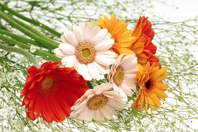 Harmony Ikebana Flowers Wallpapers 1440x900 1440x900 NO.9 Desktop ...