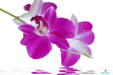 Flowers High Resolution Desktop Windows Wallpapers 050