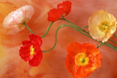 Harmony Ikebana Flowers Wallpapers 1440x900 1440x900 NO.16 Desktop ...