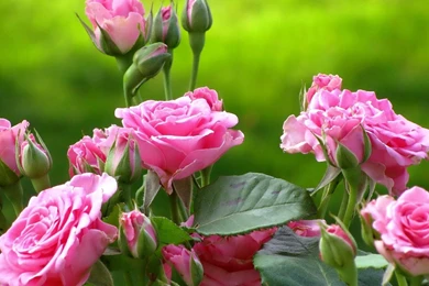 YouWall   Pink Roses Wallpapers   Wallpaper,wallpapers,free ...