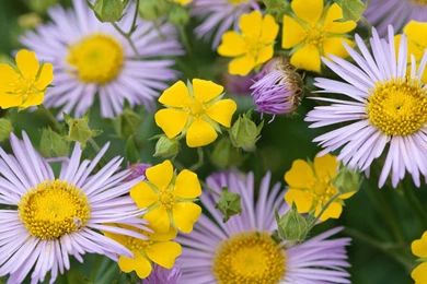 Awesome Flower White Desktop