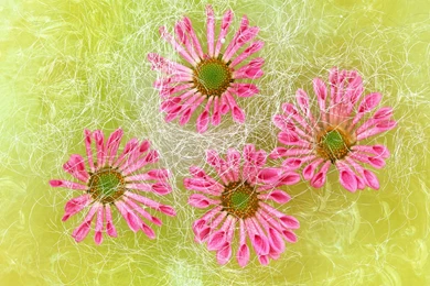 Harmony Ikebana Flowers Wallpapers 1440x900 1440x900 NO.18 Desktop ...