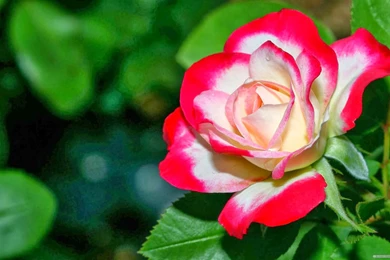 Beautiful Unique Rose Flowers HD Wallpapers