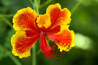 Download Unique Yellow Red Flower HD Wallpapers