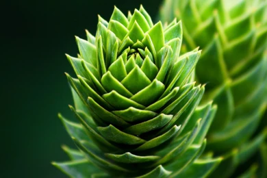 Unique Flowers Pictures