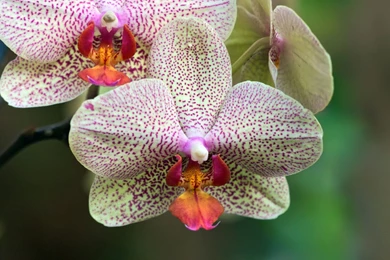 Unique Beautiful Flowers HD Desktop Wallpapers