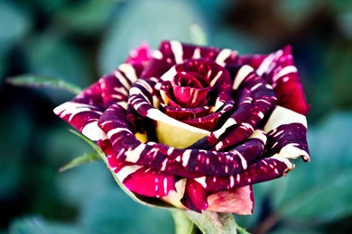 Unique wallpaper 25.jpg