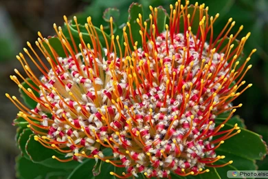 20+ Coolest Flowers Free High definition Wallpapers • Elsoar