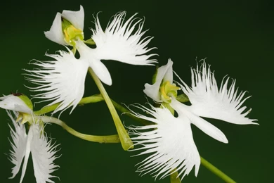 White Flower Hd Wallpapers