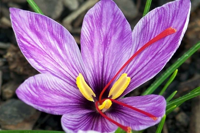 List Of Unique Flowers