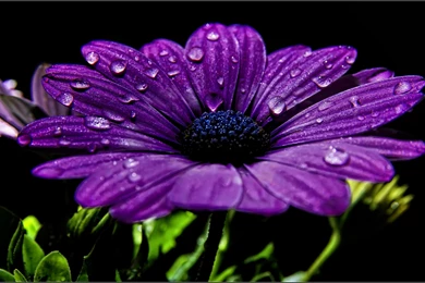 Unique Flowers Wallpapers Download Page – Tree Photos Galleries ...