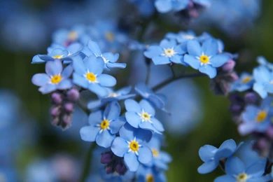 Forget Me Not Flowers