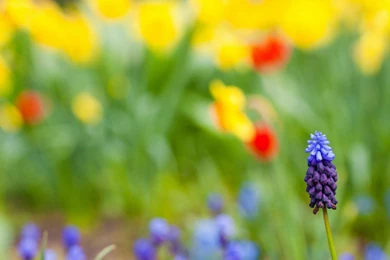 Flowers Images And Names Download