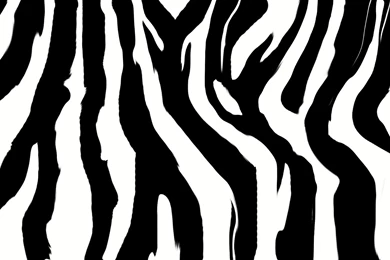 Zebra Backgrounds   Wallpapers Zone