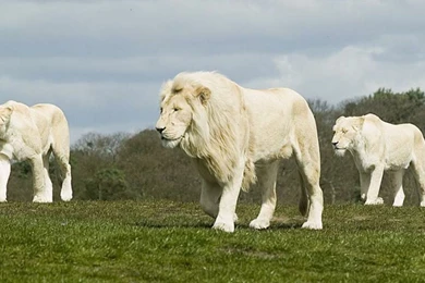 High Definition Lion Wallpapers For Free Download