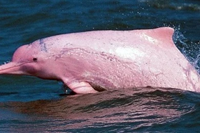 Gallery For > Pink Dolphin Wallpapers