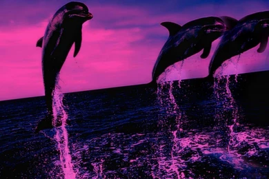 Dolphins: Dolphin Splashing Water Enjoying Nimals Wallpapers Wide ...