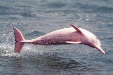 Pink River Dolphin