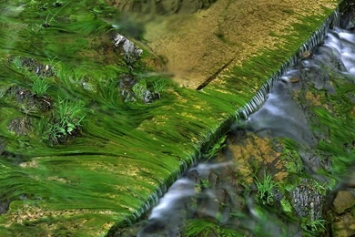 Photos: 3 Algae Patterns In Harts Run Greenbrier State Forest West ...