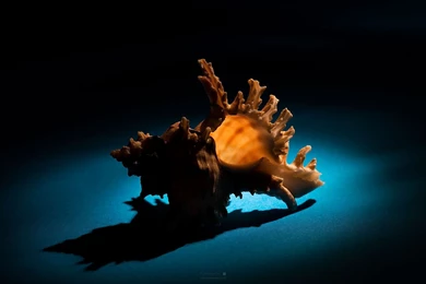 Images Of Latest Wallpapers   Wallpapers Cave