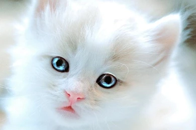 Cute Wallpapers HD 1366x768   Wallpapermonkey.com