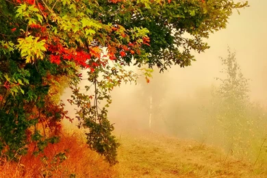 Nature HD Wallpapers And Images