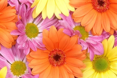 Pink Flower Wallpapers For Bedrooms   Wallpapers HD Fine