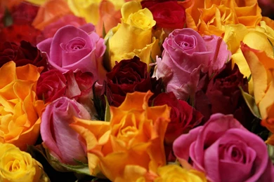 2560x1440 Red Yellow Pink Roses Wallpapers