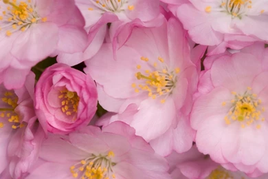 Download Wallpapers 1920x1080 Wild Roses, Flowers, Pink, Yellow ...