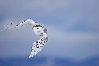 White Owl Ultra Hd Wallpapers