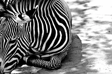 Zebra BW HD Desktop Wallpapers : High Definition : Fullscreen : Mobile