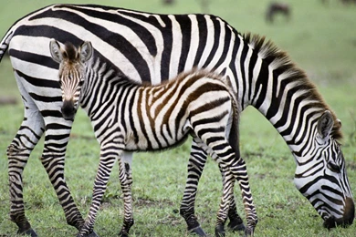 Wallpaper: Food, Zebra, Baby, Grass, Animals, Wildlife Wallpapers