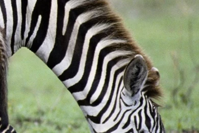 Wallpaper: Food, Zebra, Baby, Grass, Animals, Wildlife Wallpapers