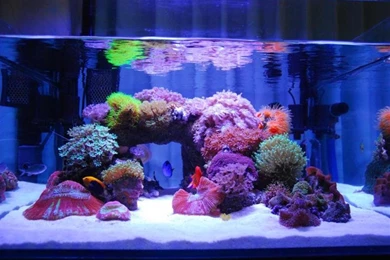 Shallow Luminous Reef Tank   Reef Central Online Community