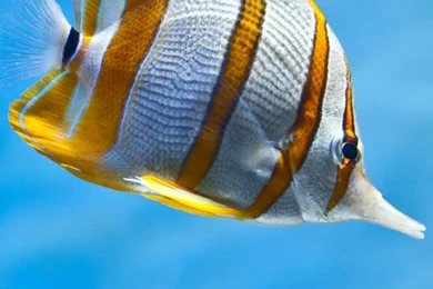 Reef Desktop Wallpapers