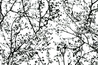 Vinyl Wallpapers / Modern / Nature Pattern / Green   GRAPHICS ALIVE ...