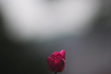 Descarga Todos Los Wallpapers De La Nueva Versión De WhatsApp