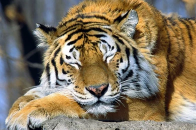 Cool Animal Pictures