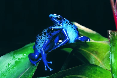 Frogs Cool Blue Frogs Poison Close Nature Animals Photos Wild ...