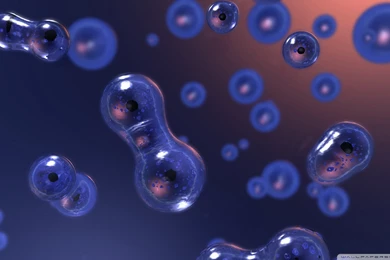 Cell Division HD Desktop Wallpapers : High Definition : Fullscreen ...