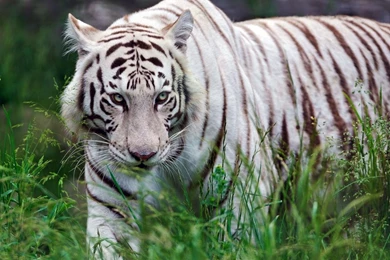 Bengal Tiger Live Wallpapers   Android Apps On Google Play