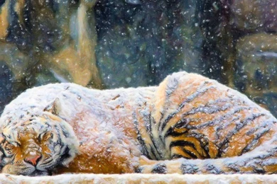 Tiger Wallpapers WF1005